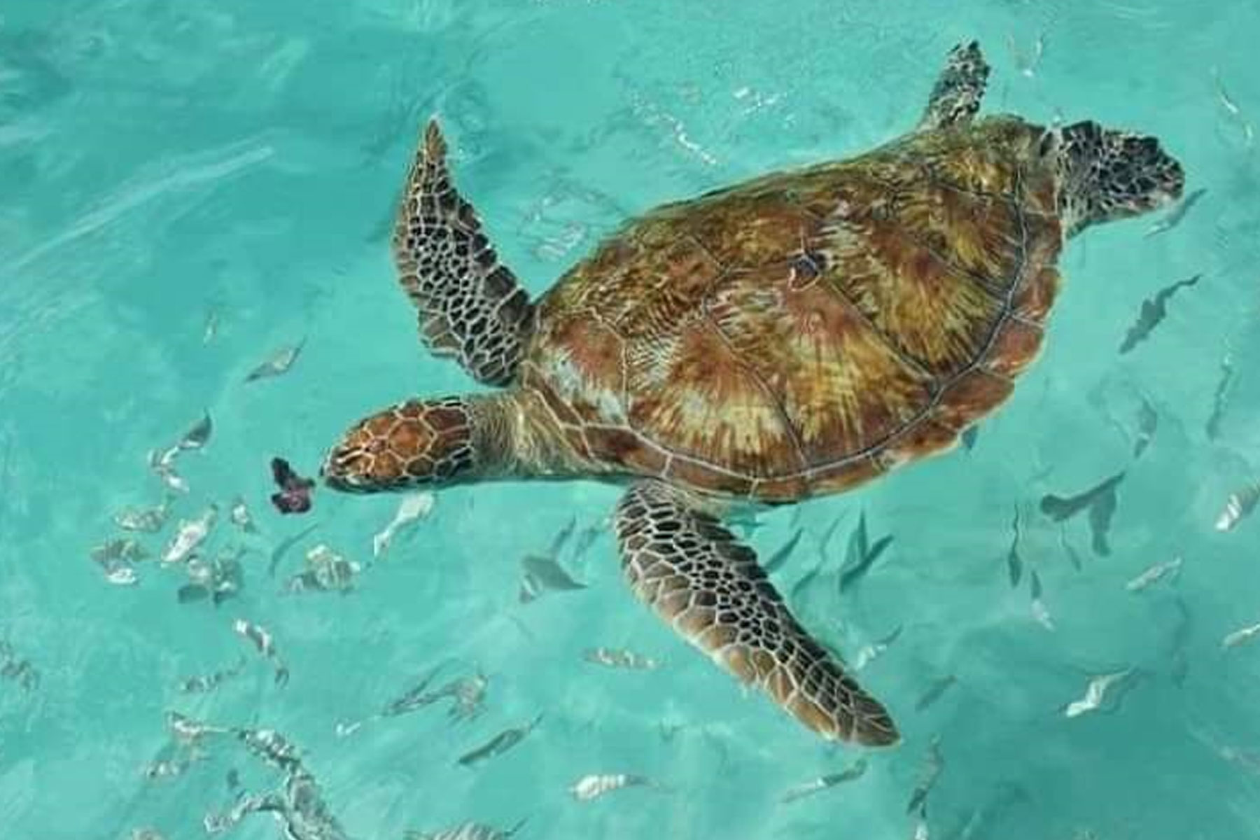 Speed Boat Tour in Mauritius