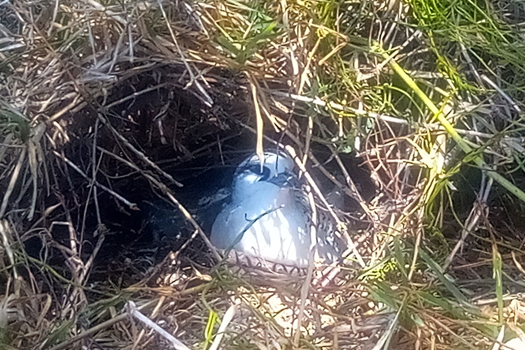 Speed Boat Tour in Mauritius